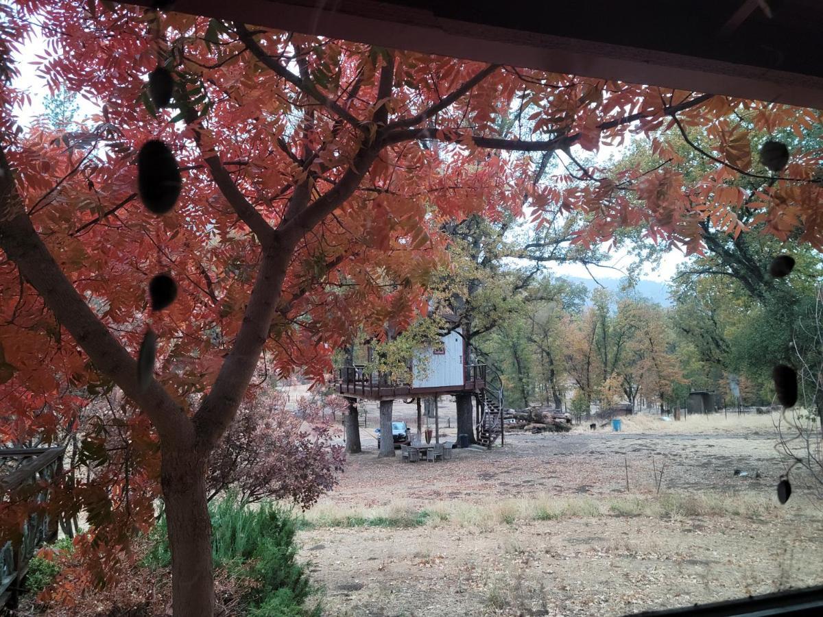 Quiet Artist * Oakhurst